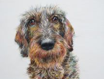 Mabel - dog portrait