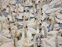 Painting of swans