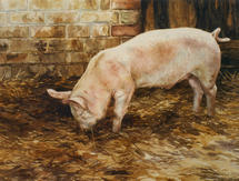 Pig painting